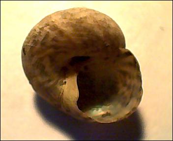 Gibbula da determinare 3